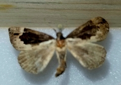 Hypena baltimoralis