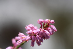 Erica chlamydiflora