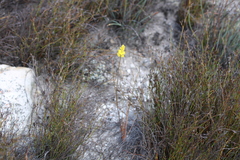 Bulbinella chartacea