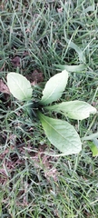 Urospermum picroides