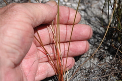 Bulbinella chartacea