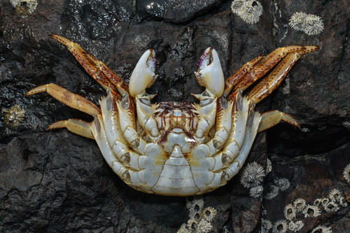 Mottled Lightfoot Crab, photo 7 of 7