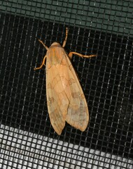 Halysidota tessellaris