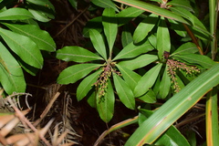 Pieris japonica