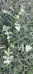 Sonchus oleraceus