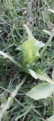 Sonchus oleraceus