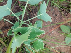 Senecio oxyriifolius