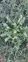 Lepidium didymum