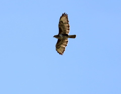 Buteo trizonatus