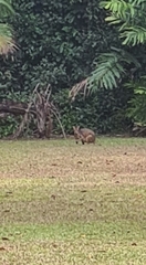 Thylogale stigmatica