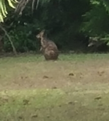 Thylogale stigmatica