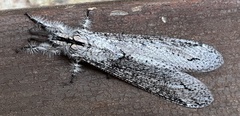 Acanthaclisini