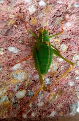 Leptophyes punctatissima