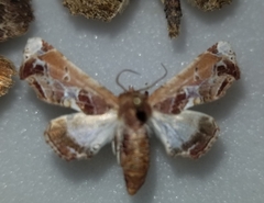 Eutelia pulcherrimus