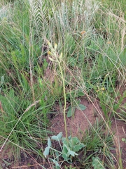 Senecio oxyriifolius