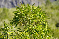 Olea lancea