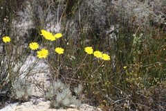 Ursinia macropoda