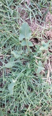 Sonchus oleraceus