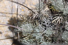 Ursinia macropoda