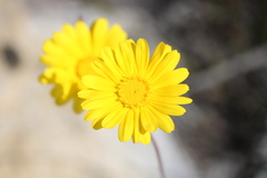 Ursinia macropoda
