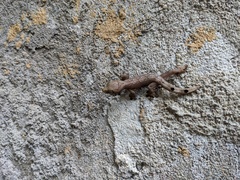 Thecadactylus solimoensis