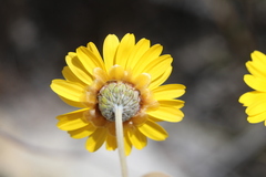 Ursinia macropoda