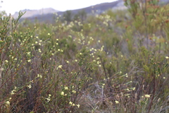 Gnidia oppositifolia