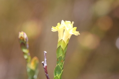 Gnidia oppositifolia