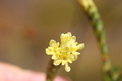 Gnidia oppositifolia
