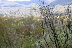 Gnidia oppositifolia