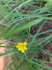 Cyperus sphaerocephalus