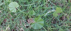 Malva parviflora