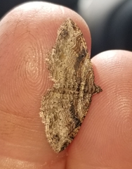 Costaconvexa centrostrigaria