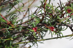 Cliffortia uncinata