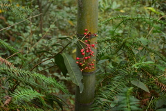 Ardisia crenata