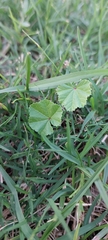 Malva parviflora