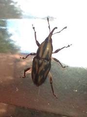 Metamasius hemipterus