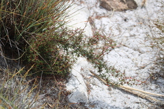 Cliffortia uncinata