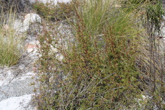 Cliffortia uncinata