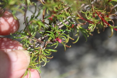 Cliffortia uncinata