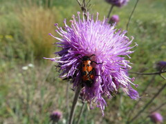 Mylabris quadripunctata