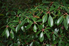 Ternstroemia gymnanthera