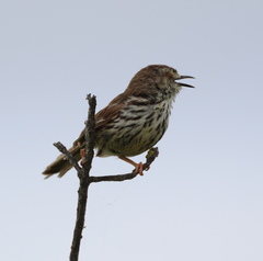Prinia maculosa maculosa