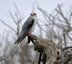 Elanus caeruleus caeruleus