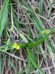 Hypoxis angustifolia buchananii