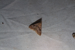 Bleptina caradrinalis