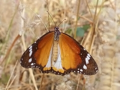 Danaus chrysippus alcippus