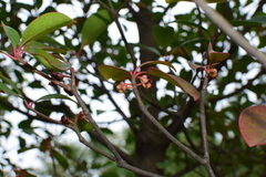 Ternstroemia gymnanthera