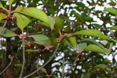 Ternstroemia gymnanthera