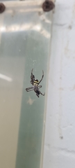 Argiope aetherea
